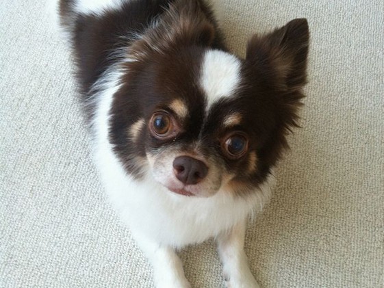 成犬で保護　怖がりなチワワ・ハルが、ペットロスを癒やした