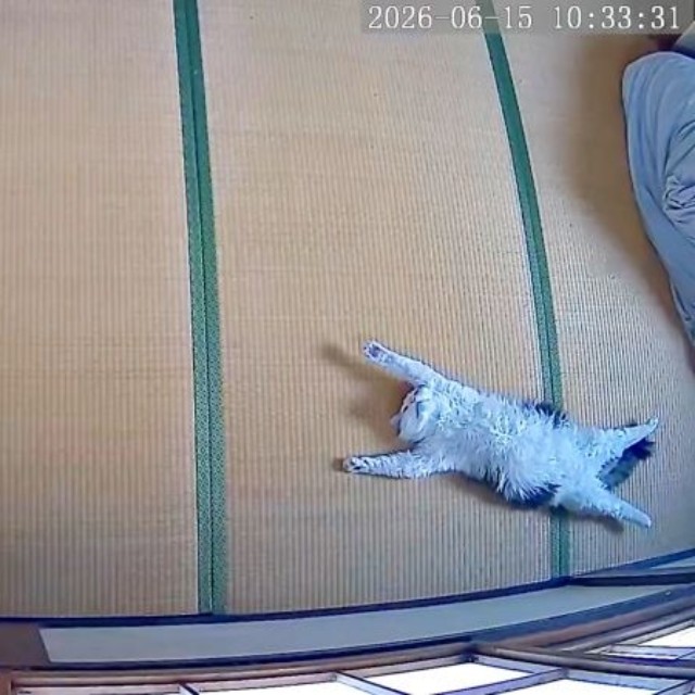 広々とした畳の部屋で眠るクールくん（画像提供：Tomohiro Uenoさん）