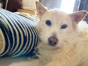 寝起きにじーっと見つめられてた　猫とも仲良しなミックス犬「こはる」