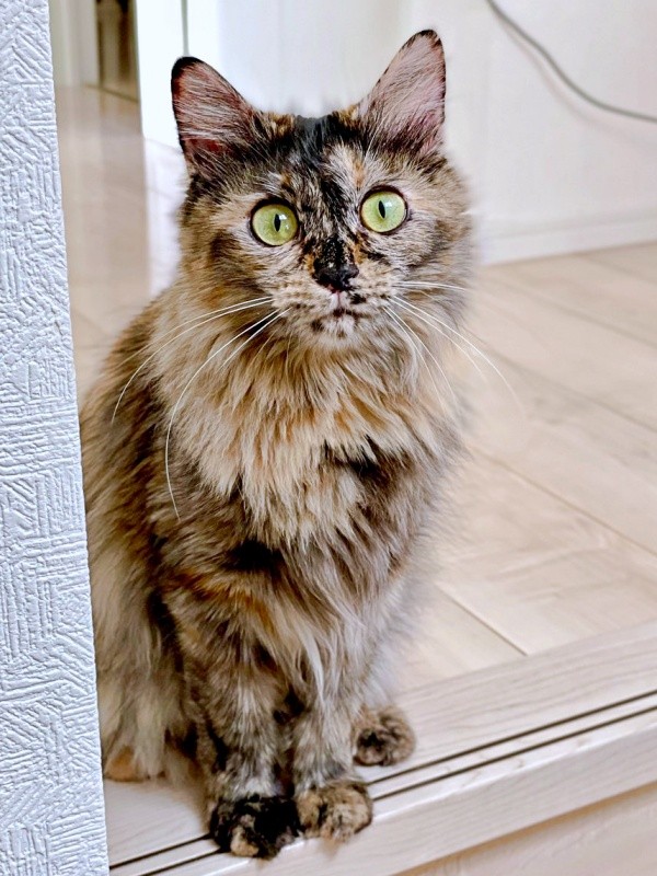 飼い主さんを見上げるねぎちゃん（画像提供：おたまさん）