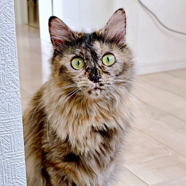 飼い主さんを見上げるねぎちゃん（画像提供：おたまさん）