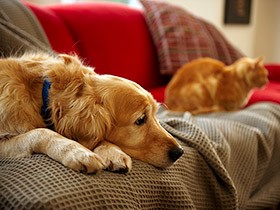 【アンケート募集】ペットとの暮らしの理想やお困りごと、教えてください！
