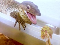 ごはんを目にして、近寄ってきたトカゲ（画像提供：トギさん）