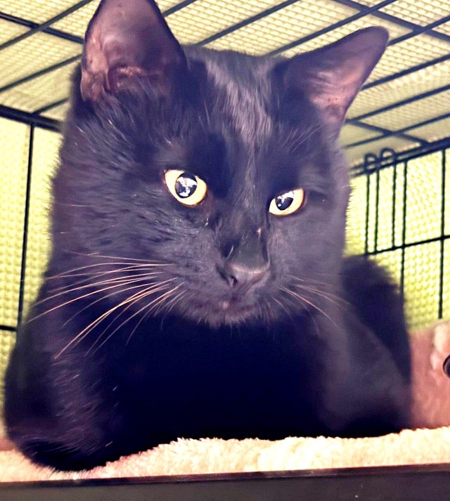 お迎え当初のてんてんくん（画像提供：ハミィさん）