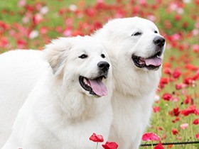 宅配便が来ると知らせるワン！ 仲良しピレニーズ、すみれと雪