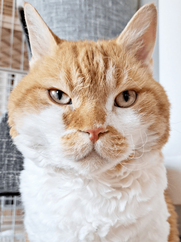 ジト目がかわいらしいもやしくん（画像提供：ラムキンのもやし君）