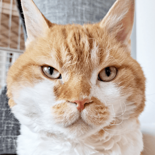 ジト目がかわいらしいもやしくん（画像提供：ラムキンのもやし君）