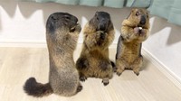 仲良しマーモット3兄弟（画像提供：Dr. Marmot - ドクターマーモットさん）