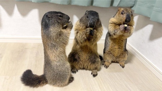 仲良しマーモット3兄弟（画像提供：Dr. Marmot - ドクターマーモットさん）