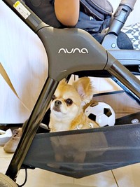 お出かけを察してベビーカーに乗り込むハナちゃん（画像提供：うわうわ犬のハナさん）