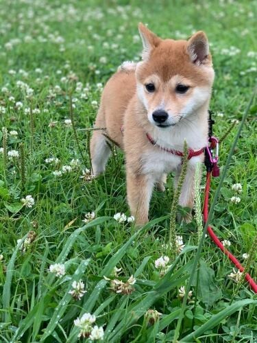 家にきたころの「小春」