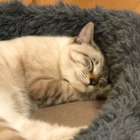 すっかり安らいで寝るむーちゃん