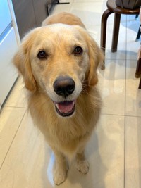 「大型犬」は小さいわんちゃんの敵じゃないのに…（画像提供：そら ゴールデンレトリーバーさん）