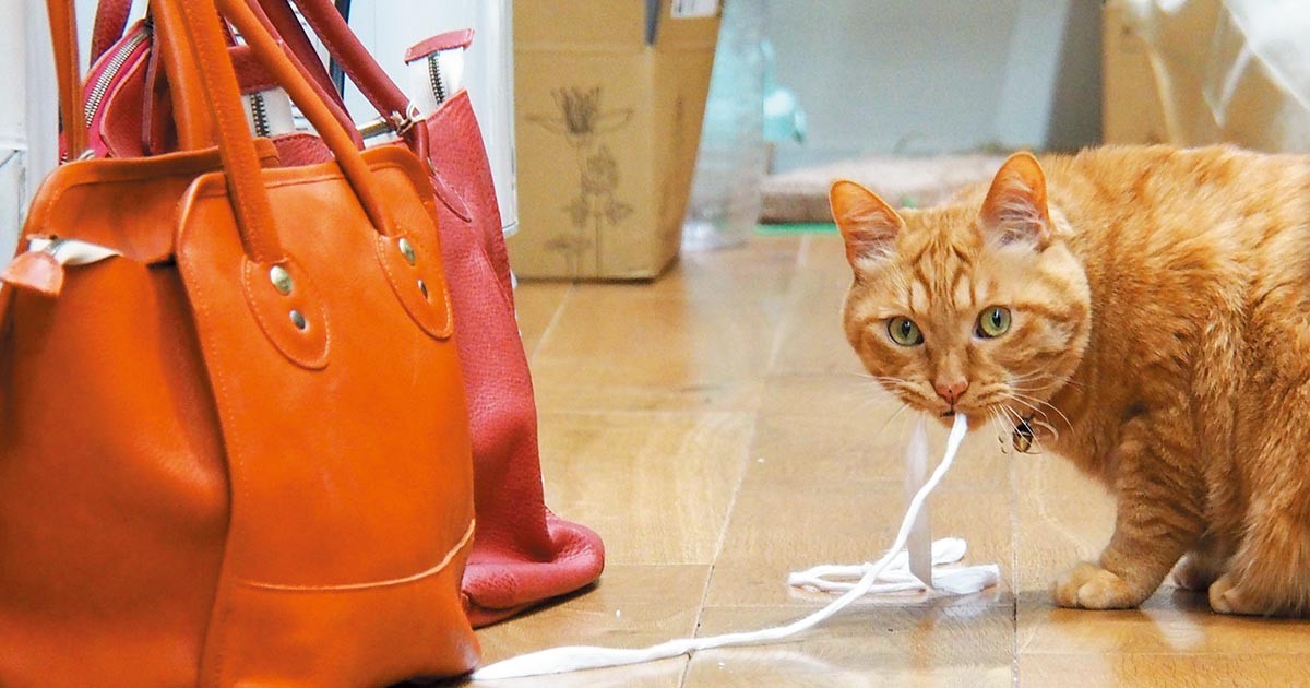 接客、営業、商品チェック……元ノラ猫「どらやき」はデキる愛され部長