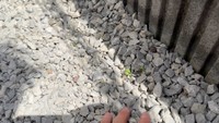 種を蒔いて5日後に芽が出てきました（みかんぼーやさんXより）