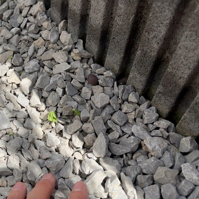 種を蒔いて5日後に芽が出てきました（みかんぼーやさんXより）