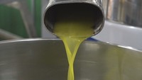 オリーブオイルの製造本格化　東洋オリーブ　香川・小豆島町