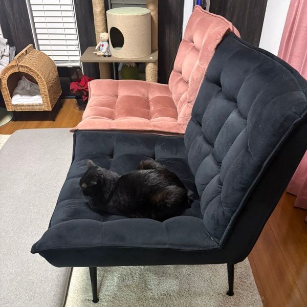 黒猫さん、真っ黒な椅子に驚きの同化 うっかり座りそうな見えにくさに