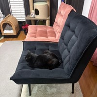 やっぱり黒が落ち着く！？ 黒い椅子のほうでくつろぐあずきちゃん（画像提供：あずきさん）