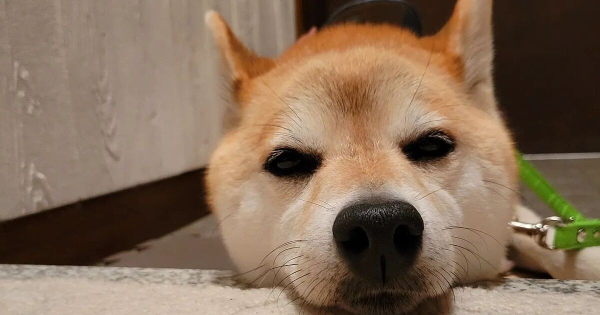 どうぞ触ってください 人が大好きで足踏みしながらお尻を向ける柴犬 春 犬 猫との幸せな暮らしのためのペット情報サイト Sippo