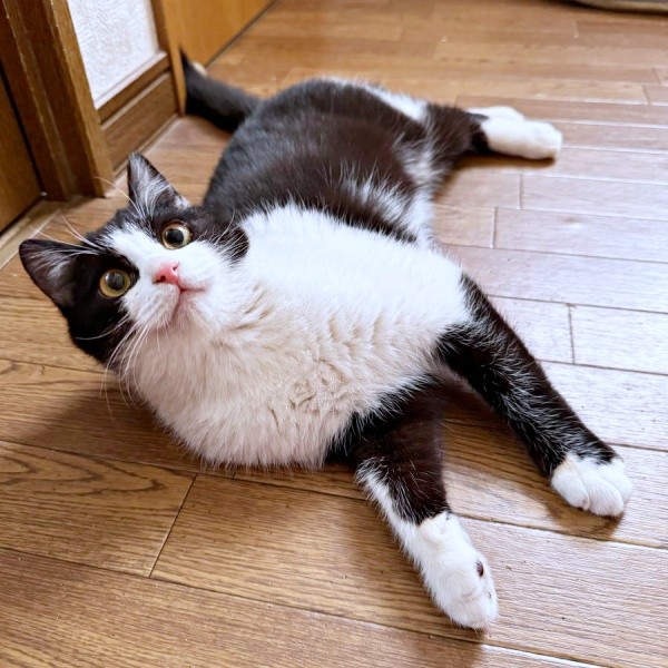 保護から約1週間後、床上で寝そべるこねぎくん（画像提供：ともさん）