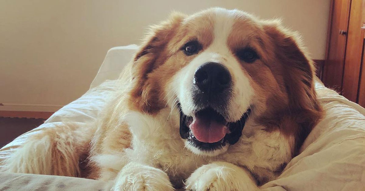 もふもふ大きな体なのに超甘えん坊 バニピレミックスの「八七」 | 「犬