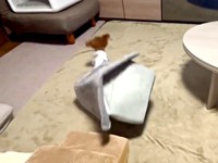 プーちゃんが勢いよくハウスから飛び出しました（画像提供：プリンセスさん）