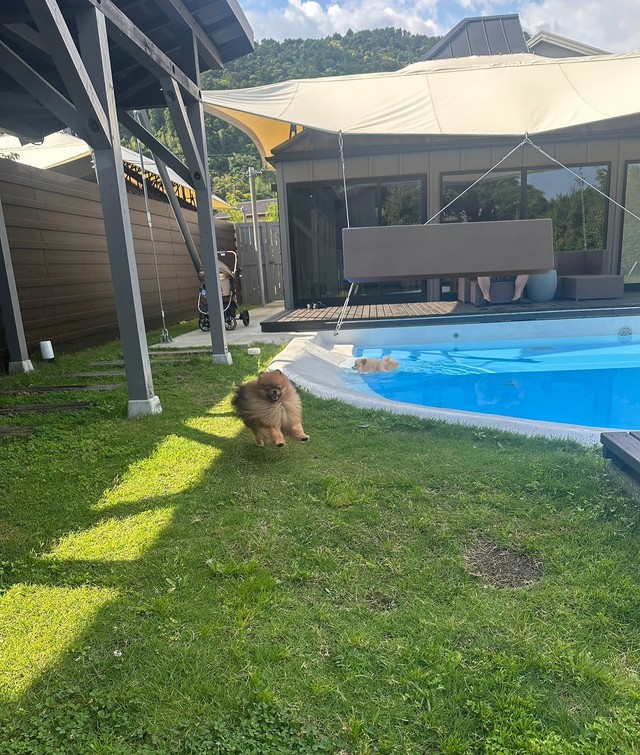 なんと翌日、ポンくんもプールに落ちてしまいました…（画像提供：ミルモとポン！さん）