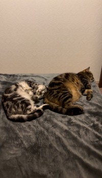 体格が違うので勝利には相当なトレーニングが必要