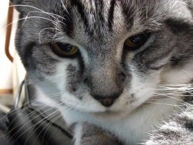 ペットショップから譲り受けた猫ラチェット、ぽっちゃりに