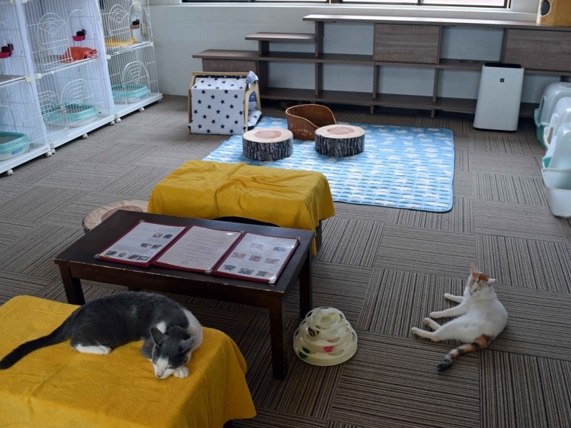 「もりねこプラス」では、猫たちが思い思いの場所でリラックスしていた