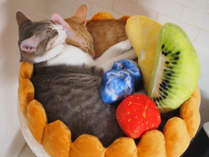 ケーキのベッドに入ってみた