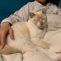 豆太くんも徐々にあきひろさん家族に心を許すようになり、今では甘えん坊さんに（あきひろさん提供）