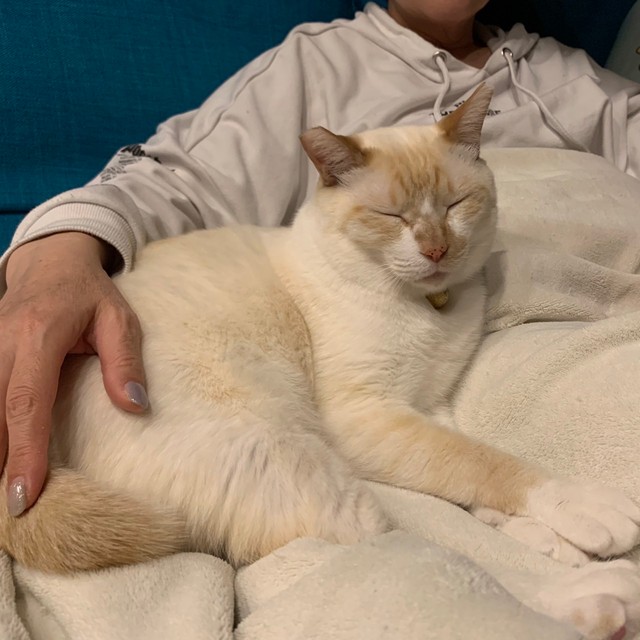 豆太くんも徐々にあきひろさん家族に心を許すようになり、今では甘えん坊さんに（あきひろさん提供）