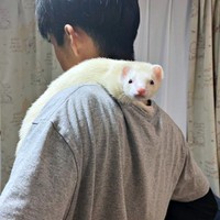 肩のりめーさん。奇跡のカメラ目線（画像提供：うたちゅん 夫婦共同どうぶつ垢さん）