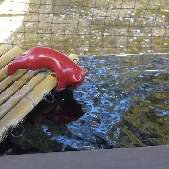 手水舎の片隅にいる、こんな小さな子も