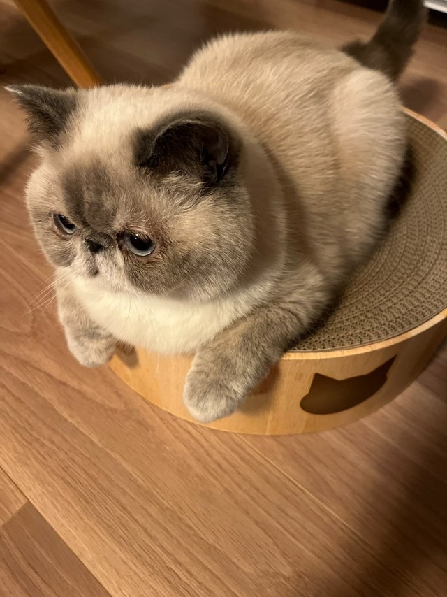 エキゾチックショートヘアは目やにが出ることが多い猫種であるため、毎日、朝晩に目の周りをケアしている