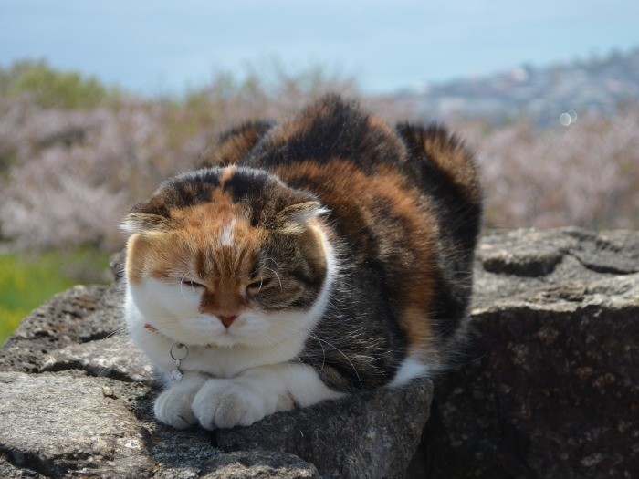 相模湾を見下ろす展望台の石垣がチャミのお気に入りの場所だ