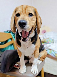 5歳と言われていたがーー実は3歳だったしんたろうくん（画像提供：ともぞうさん）