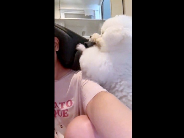 前足とお口を駆使してどうにかタオルを奪おうとするパウロちゃん（画像提供：羊みたいな犬とわたあめ犬さん）