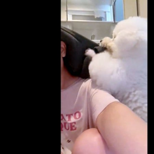 前足とお口を駆使してどうにかタオルを奪おうとするパウロちゃん（画像提供：羊みたいな犬とわたあめ犬さん）