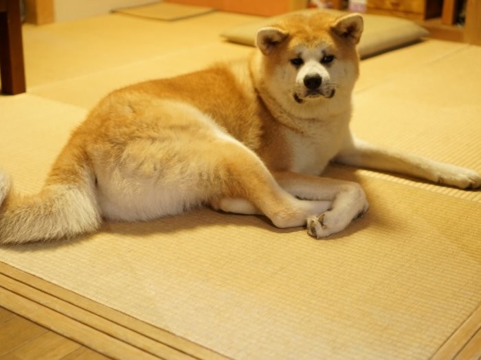 和室もお気にいりです