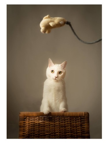 「わたしを飛ばす秘密兵器」（吉田さん撮影）