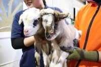 かわいい！3日に生まれたヤギの双子／提供：おかやまフォレストパーク ドイツの森