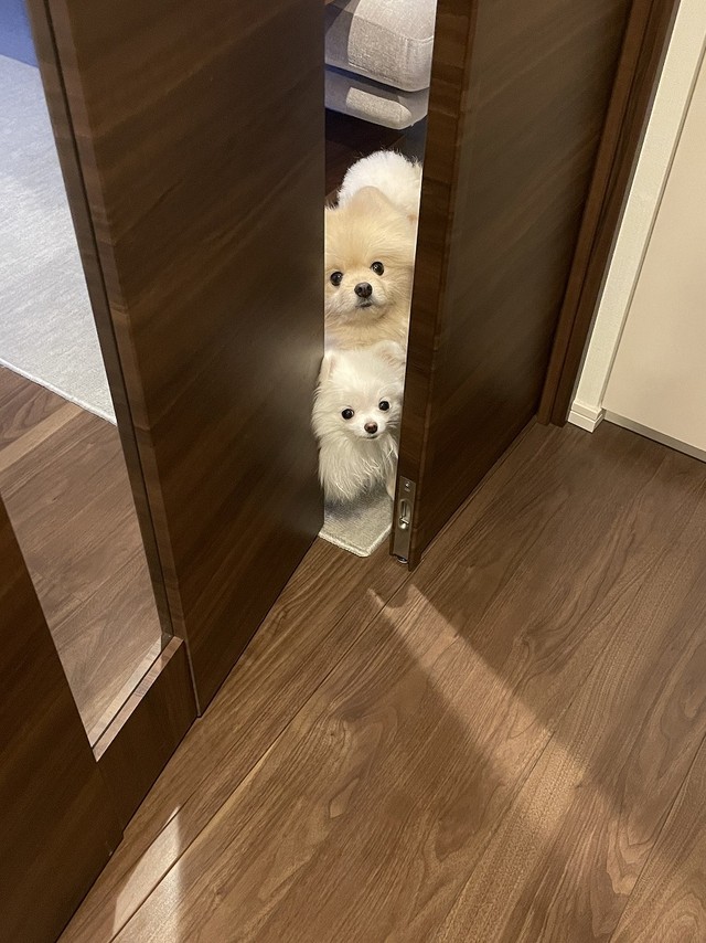 赤ちゃんを連れてお散歩に行くところを発見！（画像提供：ころすけ＆ぺこ ポメラニアン兄妹さん）
