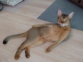 見てみて僕ってスタイル抜群でしょう～　決めポーズを見せるソマリ「いずな」