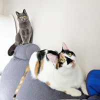 ソファでまったり♪（手前）1歳になったシナちゃん、（後ろ）末っ子猫のブリちゃん（画像提供：tobi8/8さん）