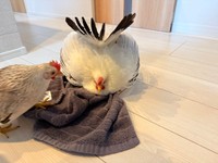 よもぎちゃんが近くにいると丸くなるつきみちゃん（提供：川嘘さん）