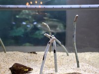 地中から生えるようにたたずむチンアナゴ。 ※桂浜水族館提供