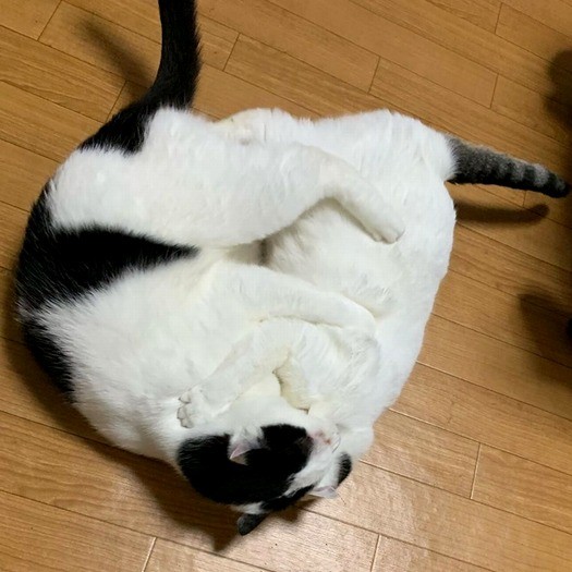 抱き合う仲良し２匹